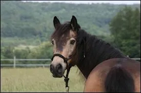 Quelle est cette robe ?