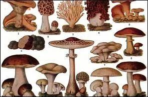 Et prparez-vous une petite omelette aux  champignons .