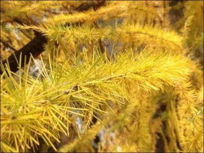 Mais l'automne nous offre aussi de belles teintes  dores .