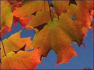 Les  rables  se parent de belles couleurs flamboyantes.