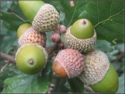 Les cureuils peuvent faire leurs provisions de   glands .