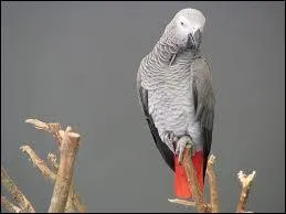 Ce perroquet gris porte le nom d'un pays qui se situe au sud du Cameroun et  l'ouest de la Rpublique du Congo Brazzaville. De quel pays s'agit-il ?