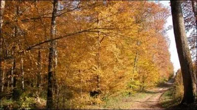 Quelle est cette fort situe  une quinzaine de kilomtres  l'est de Poitiers, compose en majorit de pins et de chne, o vous pourrez vous arer au cours d'agrables promenades ?