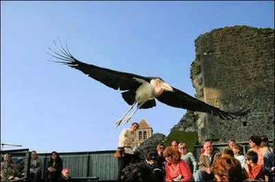 O pourrez-vous assister au spectacle  Les Gants du Ciel  o vous verrez des rapaces de toutes sortes mais aussi des kookaburas d'Australie, des cigognes, des marabouts d'Afrique ou des perroquets ?