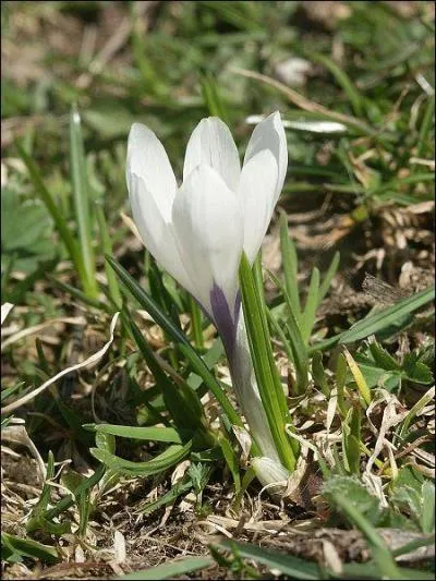 En langage des fleurs que reprsente le crocus ?