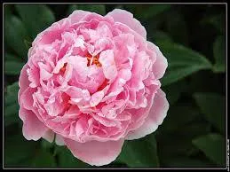 Que reprsente la pivoine en langage des fleurs ?