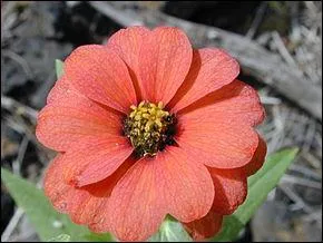 Le zinnia veut dire :