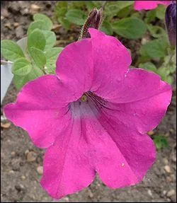 Le ptunia signifie :