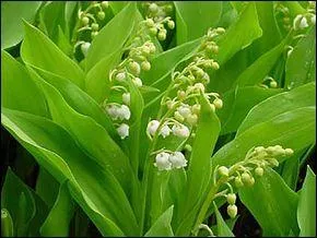 Dans le langage des fleurs, que signifie le muguet ?