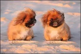 Le pkinois est une race de chien :