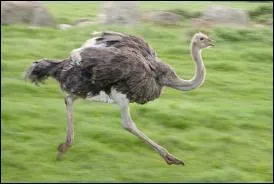 L'autruche se mange(ait).