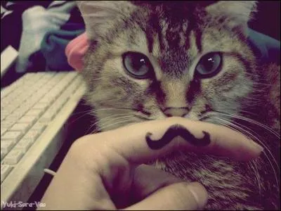 Sur quoi est reprsente la moustache ?