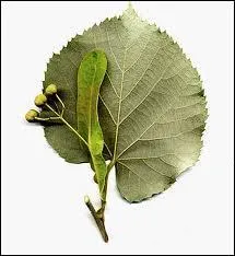 Mais... quel est donc cet arbre ?