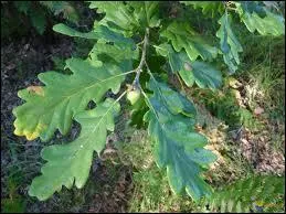 Quel est le nom de cet arbre ?