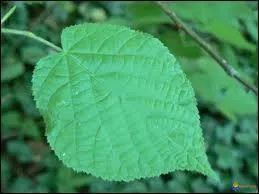 Qu'est-ce qu'une feuille ?