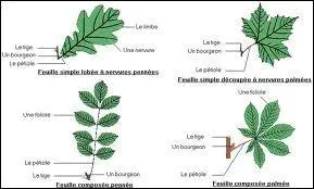 Comment fait-on pour reconna�tre les arbres ?
