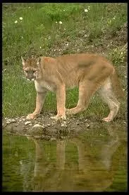 Comment appelle-t-on ce flin qui porte le mme nom qu'une grande marque ?