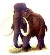 Quelle est la taille d'un mammouth ?