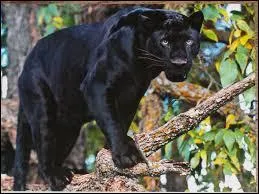 Quelle est la taille d'une panthre noire ?