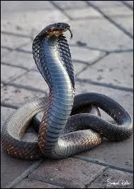 Quel est le poids moyen d'un cobra royal ?