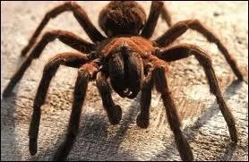 Quel est le poids de la plus grosse mygale dcouverte  ce jour ?