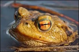 Quelle est la taille d'un crapaud commun mle ?