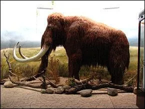 Quel est le poids d'un mammouth ?