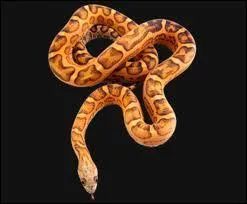 Comment dit-on  serpent  en allemand ?