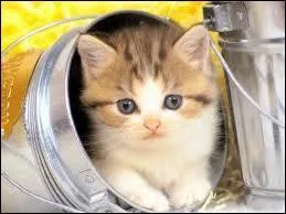 Comment dit-on  chat  en allemand ?