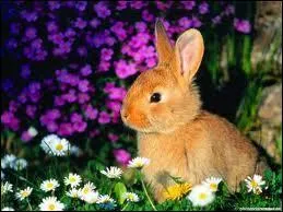 Comment dit-on  lapin  en allemand ?