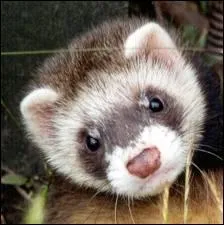 Comment dit-on  furet  en allemand ?
