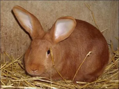 Quelle est la priode de gestation de la lapine ?