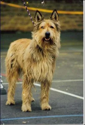 Quelle est la race de ce chien ?