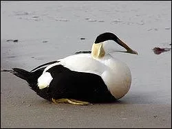 Reconnaissez-vous ce canard ?