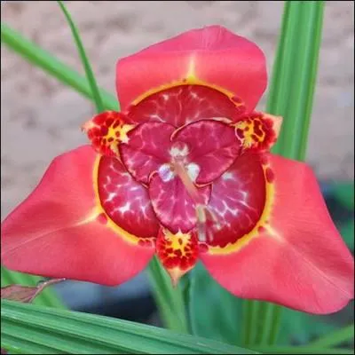 Quel est le nom de cette magnifique fleur appele aussi Tigridia ?