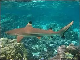 Les animaux se dplaant librement, gnralement sans territoire fixe sont dits ...