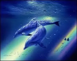 Que font les dauphins pour communiquer entre eux ?