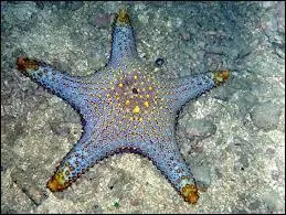 De quelle  famille  font partie les toiles de mers ?