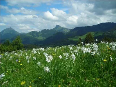 A la fin du printemps (dbut juin), o peut-on admirer ce magnifique champ de narcisses ?