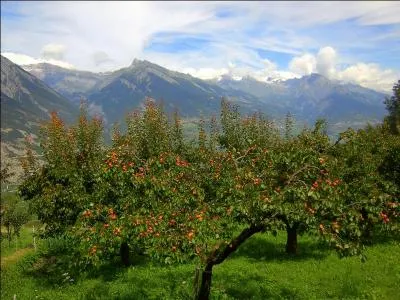 O se trouve ce verger d'abricotiers ? En Valais, bien entendu ! ... Mais o, plus prcisment ?