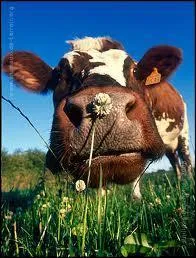 Bon, il est temps de se quitter avec ''J'irai revoir ma Normandie / C'est le PAYS qui m'a donné ----------------"