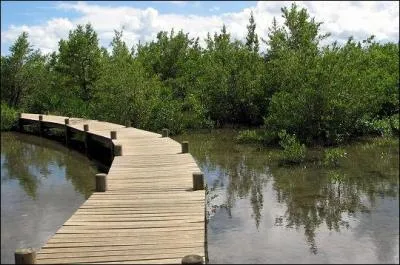 Vous n'avez encore rien vu ! Maintenant place � la mangrove ...