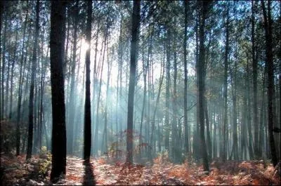 Une des plus belles for�ts de France. Elle est constitu�e de pins maritimes.