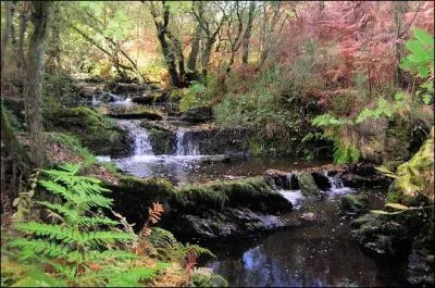 On raconte que cette magnifique for�t aurait servi de refuge � Merlin. Toutes ses belles couleurs vont vous faire tourner la t�te car c'est la for�t de ...