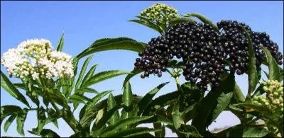 ... yble est un sureau qui pousse dans les haies ou au bord des chemins. Il a des fleurs blanches. Ses fruits sont des baies noires et luisantes trs toxiques.