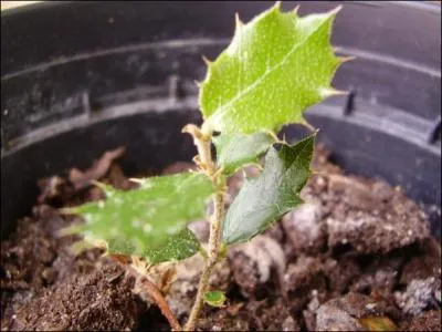 Le chne vert ou ... yeuse est aussi appel chne faux houx car ses feuilles ressemblent  des feuilles de houx.