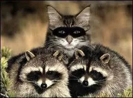 J'observe l'image et je vois : 3 renards dont la maman est au milieu !