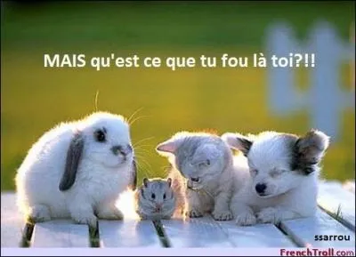 J'observe l'image et je vois : 4 animaux domestiques dont un hamster entre le lapin et le chat !