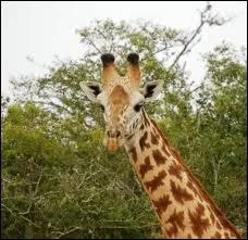 J'observe l'image et je vois : une girafe aux taches brunes sur le cou !