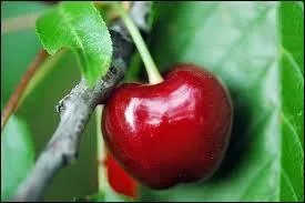 J'observe l'image et je vois : une cerise rouge fonc suspendue par sa tige !